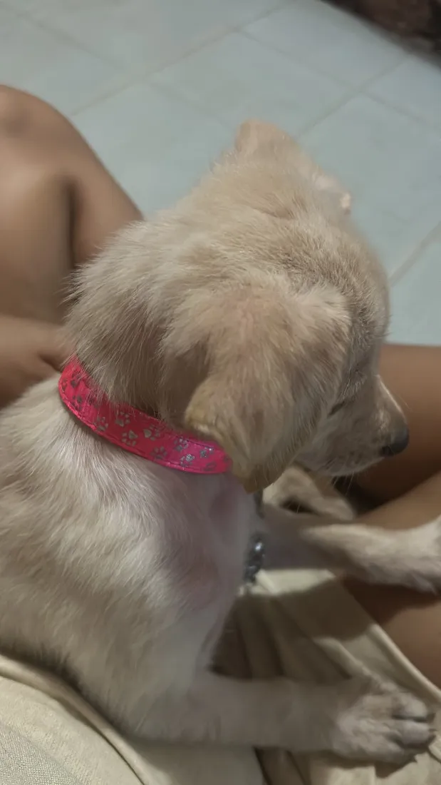Cachorro raça SRD-ViraLata idade 2 a 6 meses nome Mabel