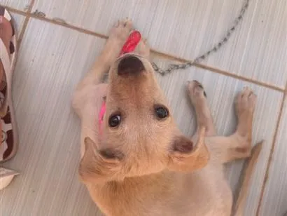 Cachorro raça SRD-ViraLata idade 2 a 6 meses nome Mabel