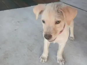 Cachorro raça SRD-ViraLata idade 2 a 6 meses nome Mabel