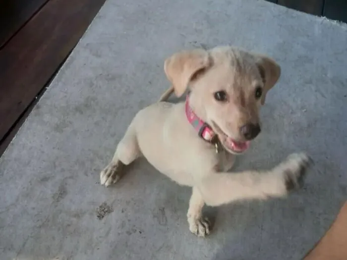 Cachorro raça SRD-ViraLata idade 2 a 6 meses nome Mabel