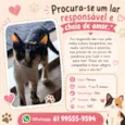 Gata fêmea 