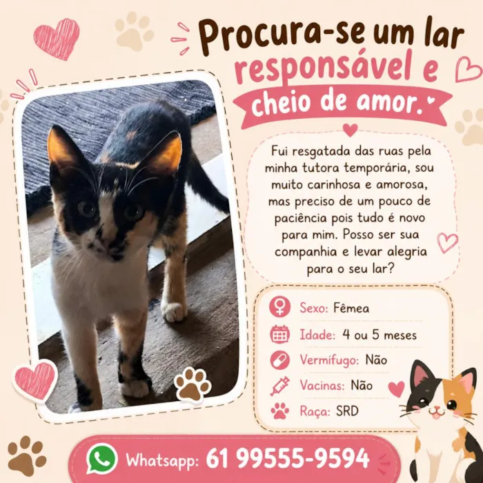 Gato raça SRD-ViraLata idade 2 a 6 meses nome Gata fêmea 