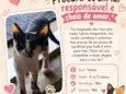 Gata fêmea 