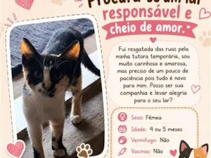 Gato raça SRD-ViraLata idade 2 a 6 meses nome Gata fêmea 