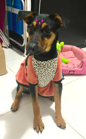 Cachorro raça SRD-ViraLata idade 7 a 11 meses nome Nina