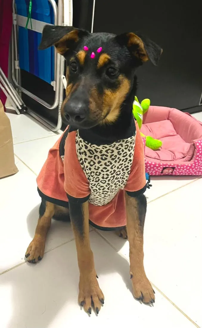 Cachorro raça SRD-ViraLata idade 7 a 11 meses nome Nina