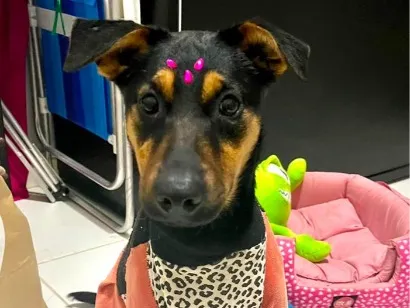 Cachorro raça SRD-ViraLata idade 7 a 11 meses nome Nina