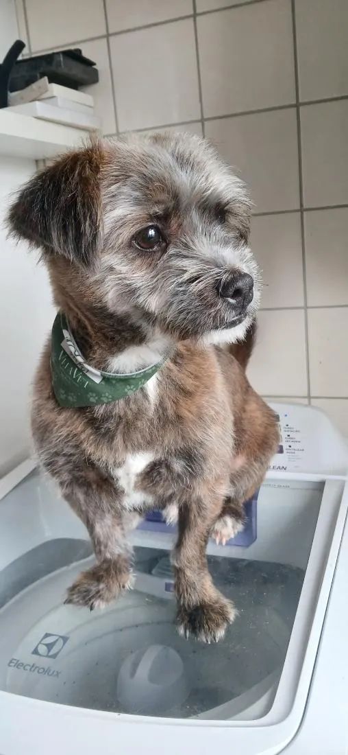 Cachorro raça SRD-ViraLata idade 7 a 11 meses nome Astro