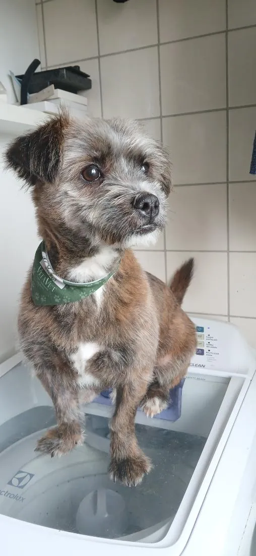 Cachorro raça SRD-ViraLata idade 7 a 11 meses nome Astro