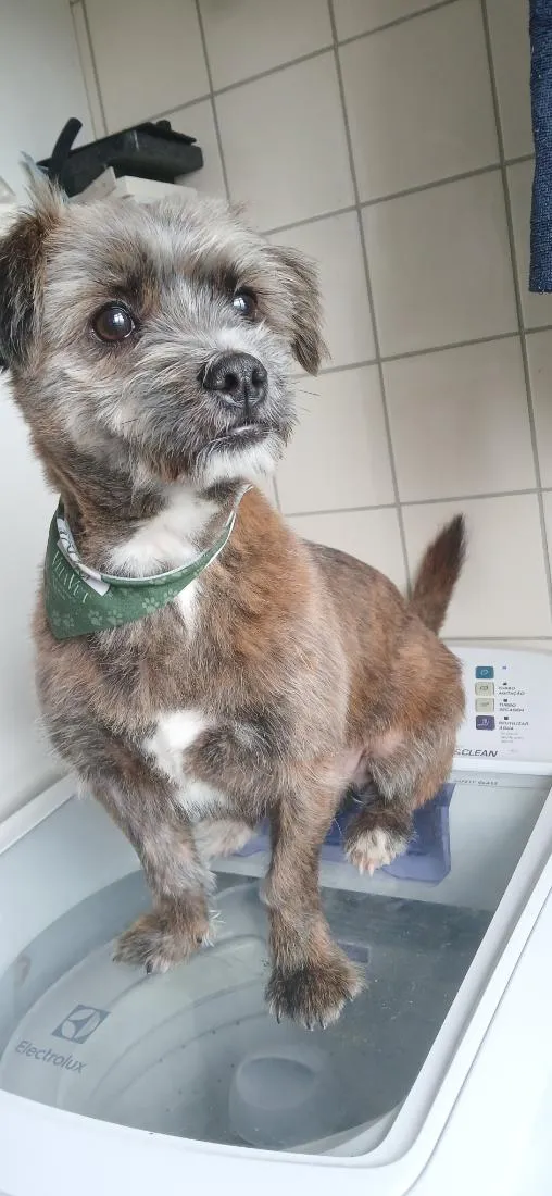 Cachorro raça SRD-ViraLata idade 7 a 11 meses nome Astro
