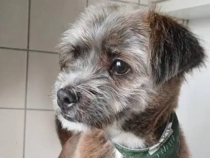Cachorro raça SRD-ViraLata idade 7 a 11 meses nome Astro
