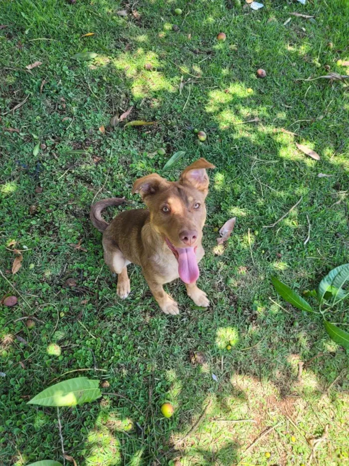 Cachorro raça SRD-ViraLata idade 1 ano nome Cacau