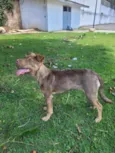 Cacau