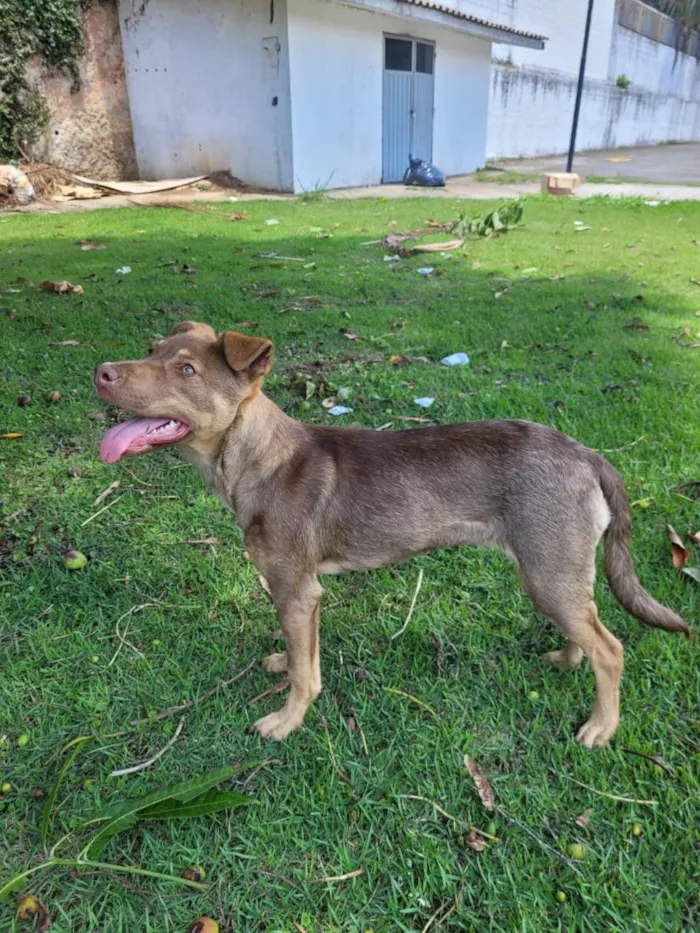 Cachorro raça SRD-ViraLata idade 1 ano nome Cacau