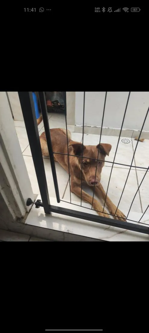 Cachorro raça SRD-ViraLata idade 1 ano nome Cacau