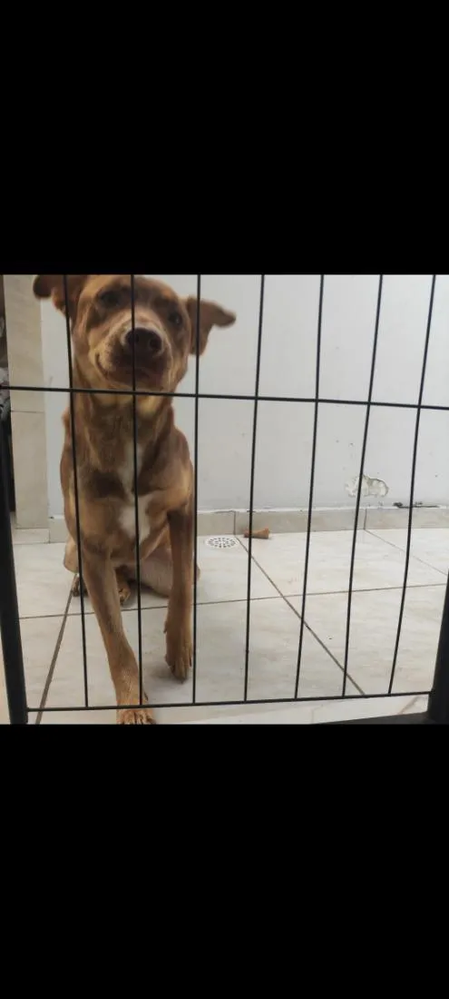 Cachorro raça SRD-ViraLata idade 1 ano nome Cacau