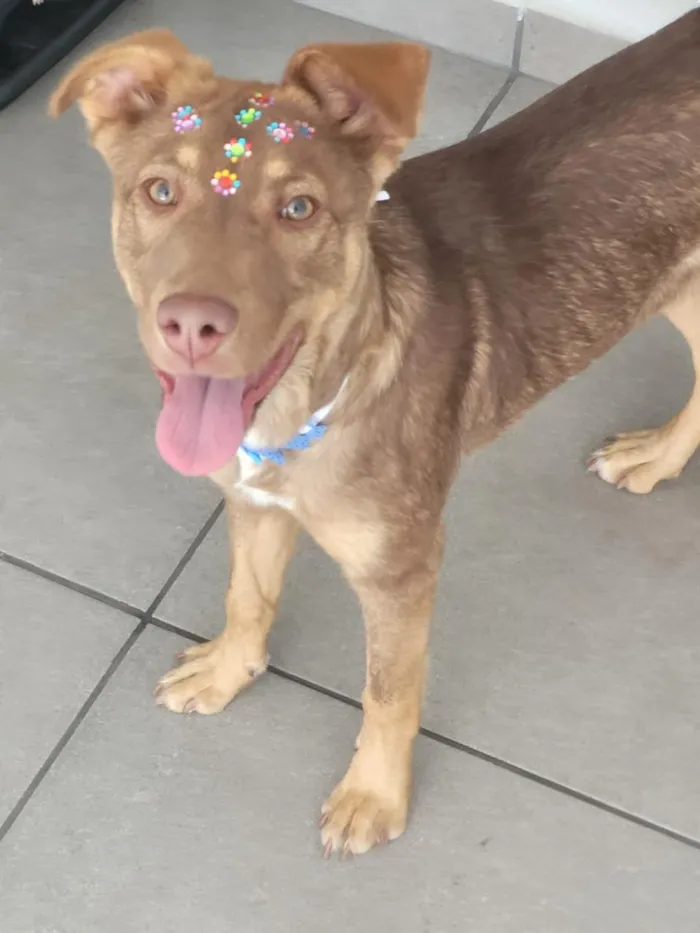 Cachorro raça SRD-ViraLata idade 1 ano nome Cacau