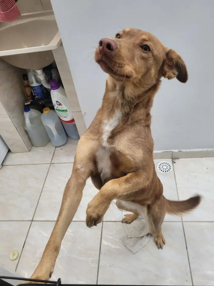 Cachorro raça SRD-ViraLata idade 1 ano nome Cacau