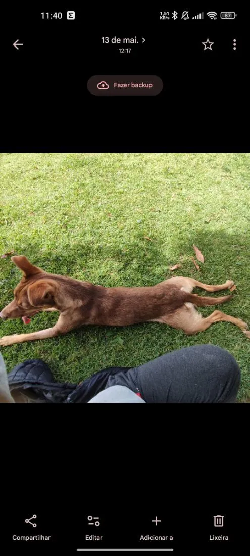 Cachorro raça SRD-ViraLata idade 1 ano nome Cacau