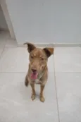 Cacau