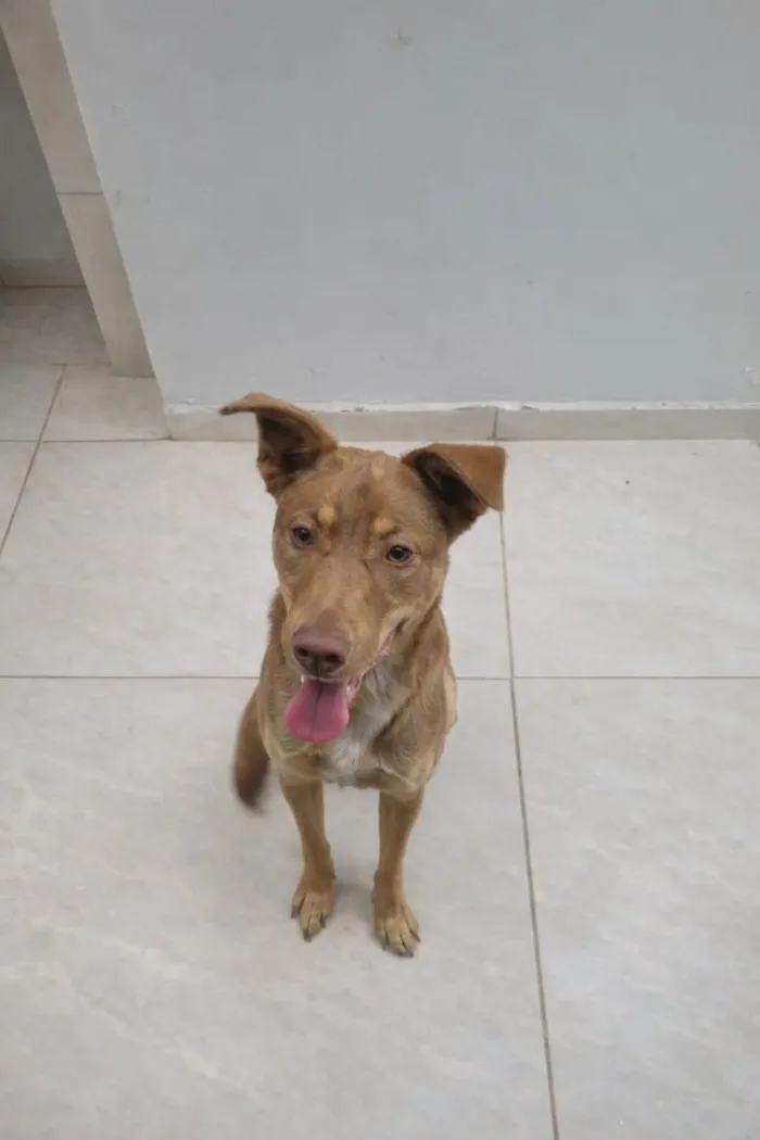 Cachorro raça SRD-ViraLata idade 1 ano nome Cacau