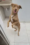 Cacau
