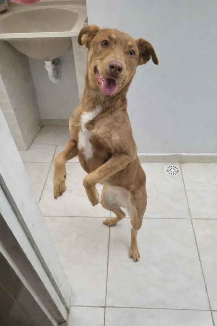 Cachorro raça SRD-ViraLata idade 1 ano nome Cacau