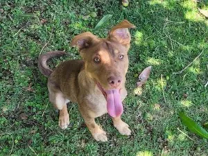 Cachorro raça SRD-ViraLata idade 1 ano nome Cacau