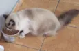 Lilo 