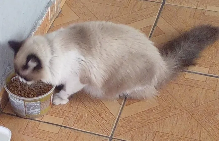 Gato raça SRD-ViraLata idade 1 ano nome Lilo 