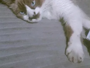 Gato raça SRD-ViraLata idade 1 ano nome Lilo 