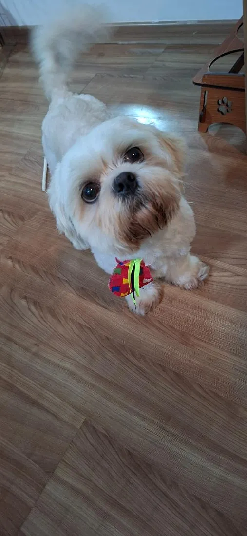 Cachorro raça Shitzu idade 2 anos nome Cheetos