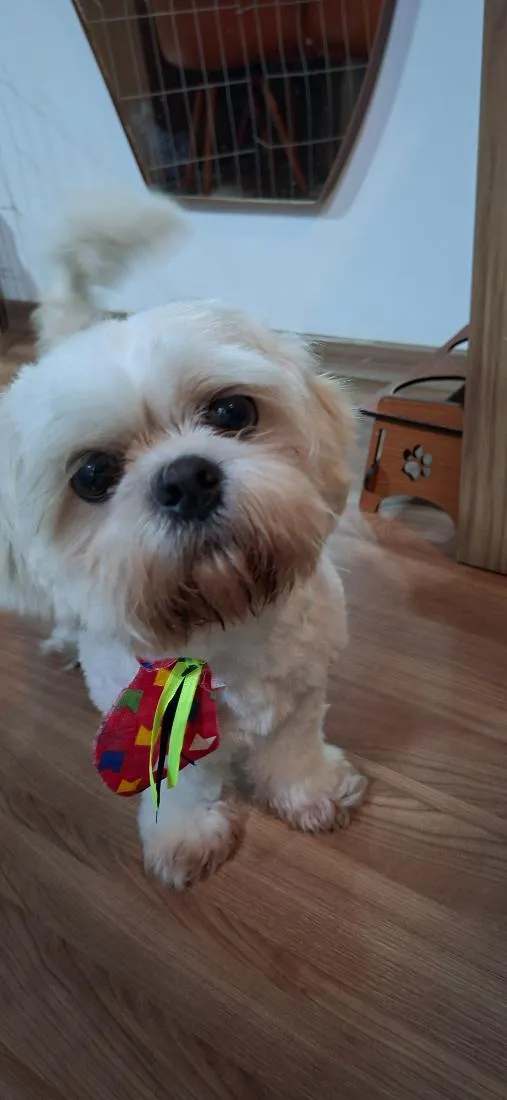 Cachorro raça Shitzu idade 2 anos nome Cheetos