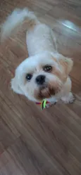 Cheetos