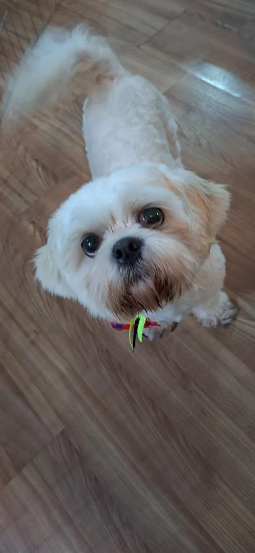 Cachorro raça Shitzu idade 2 anos nome Cheetos