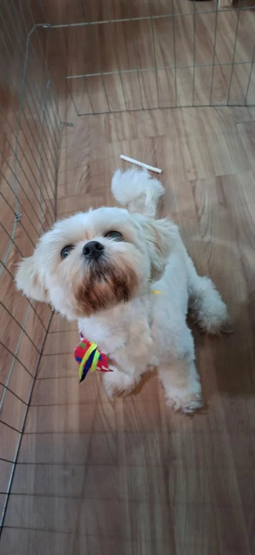 Cachorro raça Shitzu idade 2 anos nome Cheetos