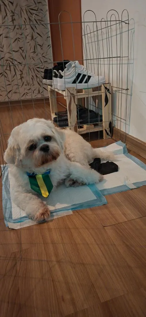 Cachorro raça Shitzu idade 2 anos nome Cheetos