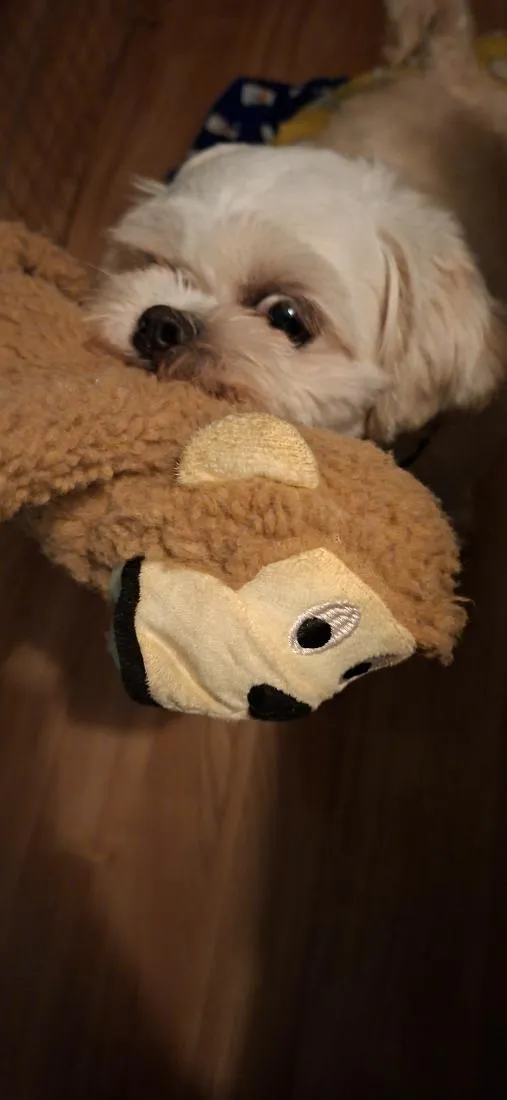 Cachorro raça Shitzu idade 2 anos nome Cheetos