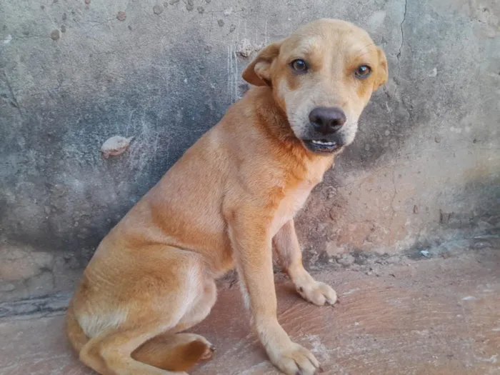 Cachorro raça SRD-ViraLata idade 1 ano nome Sem nomee