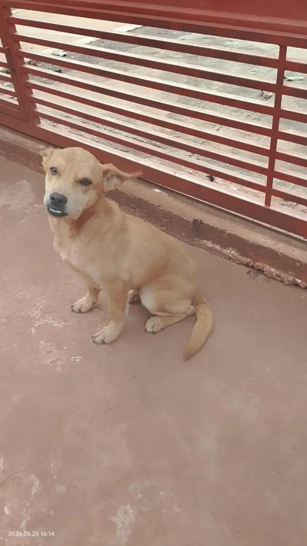 Cachorro raça SRD-ViraLata idade 1 ano nome Sem nomee