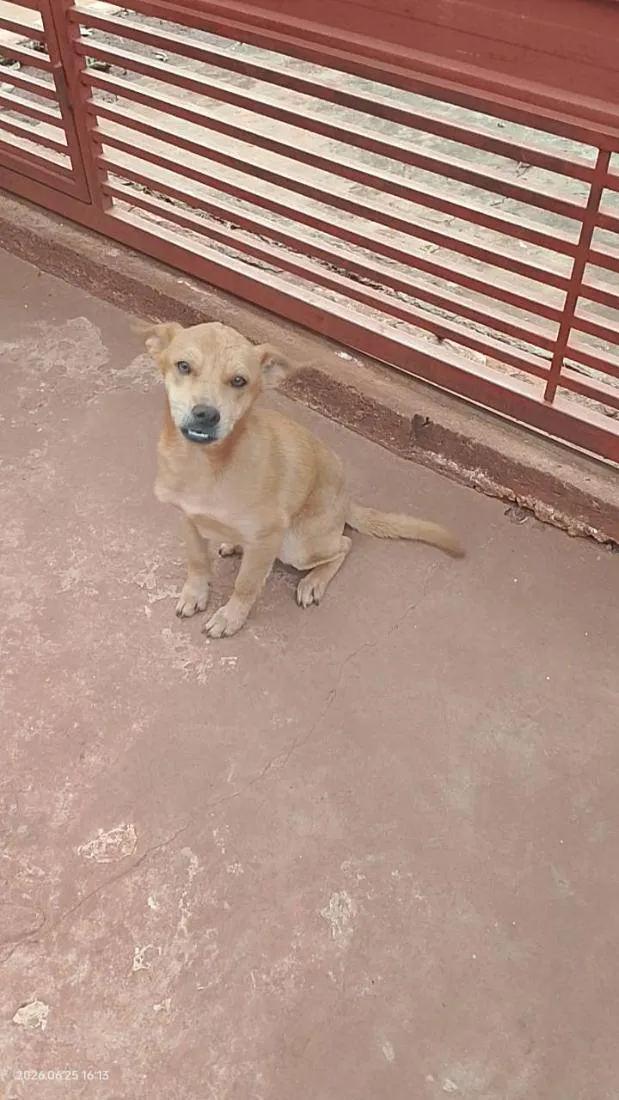 Cachorro raça SRD-ViraLata idade 1 ano nome Sem nomee