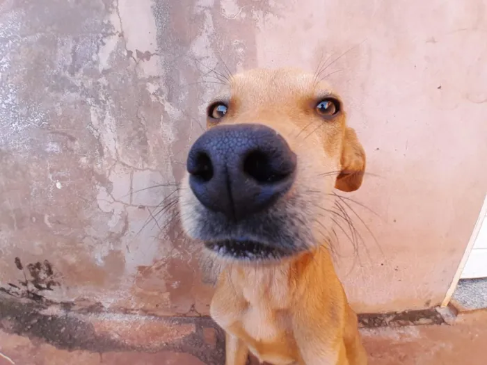 Cachorro raça SRD-ViraLata idade 1 ano nome Sem nomee