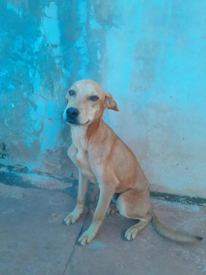 Cachorro raça SRD-ViraLata idade 1 ano nome Sem nomee