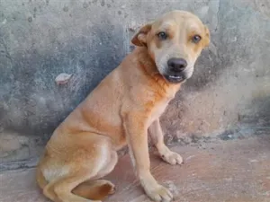 Cachorro raça SRD-ViraLata idade 1 ano nome Sem nomee