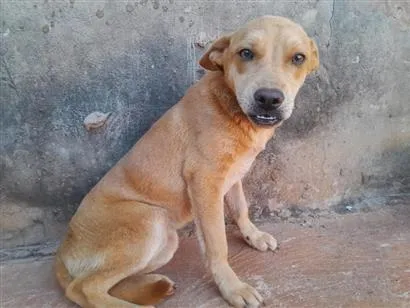 Cachorro raça SRD-ViraLata idade 1 ano nome Sem nomee
