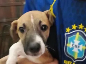 Cachorro raça SRD-ViraLata idade 2 a 6 meses nome .