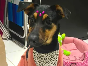 Cachorro raça SRD-ViraLata idade 7 a 11 meses nome Nina