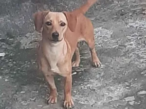 Cachorro raça SRD-ViraLata idade  nome ?