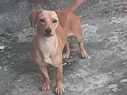 Cachorro raça SRD-ViraLata idade  nome ?