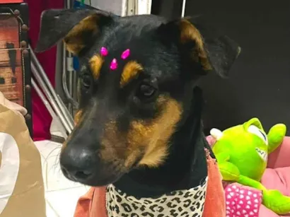 Cachorro raça SRD-ViraLata idade 7 a 11 meses nome Nina